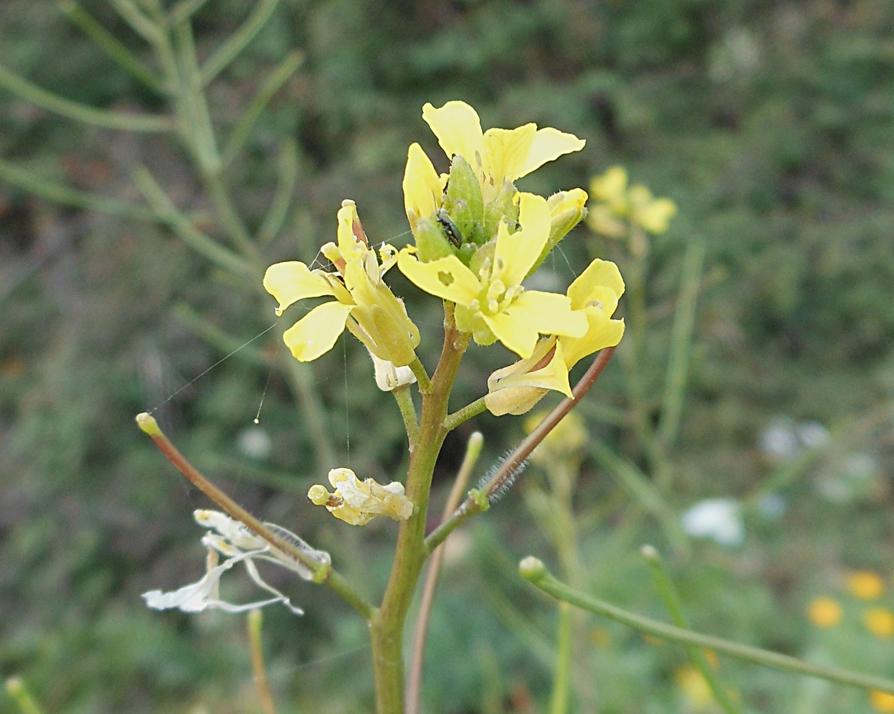 Sisymbrium orientale L. / Erba cornacchia orientale